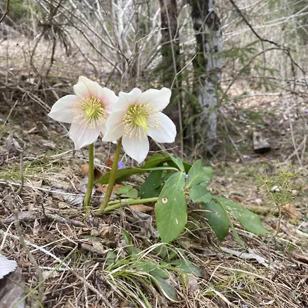 Gemuetliche Mit Terrasse Und Panoramabalkon- Stofbauer