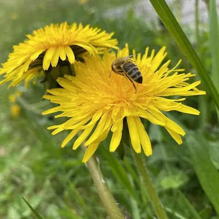 Appartement Gemuetliche Mit Terrasse Und Panoramabalkon- Stofbauer