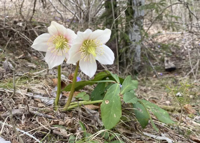 Gemuetliche Mit Terrasse Und Panoramabalkon- Stofbauer