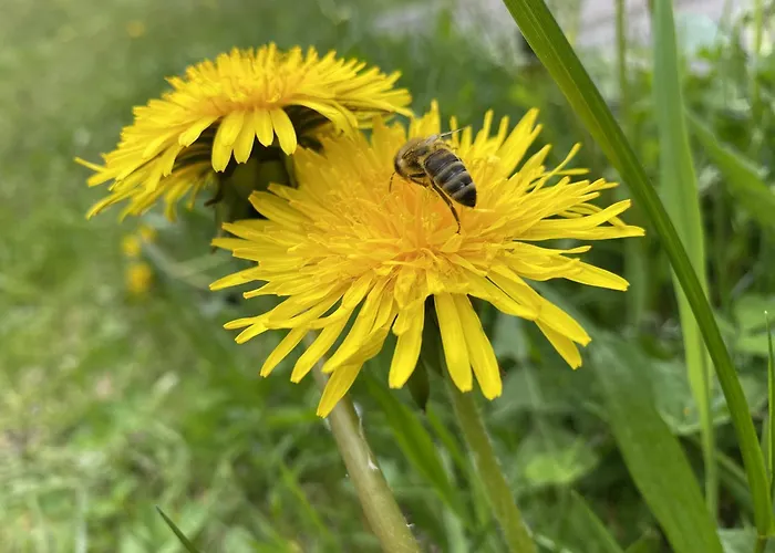 Apartament Gemuetliche Mit Terrasse Und Panoramabalkon- Stofbauer